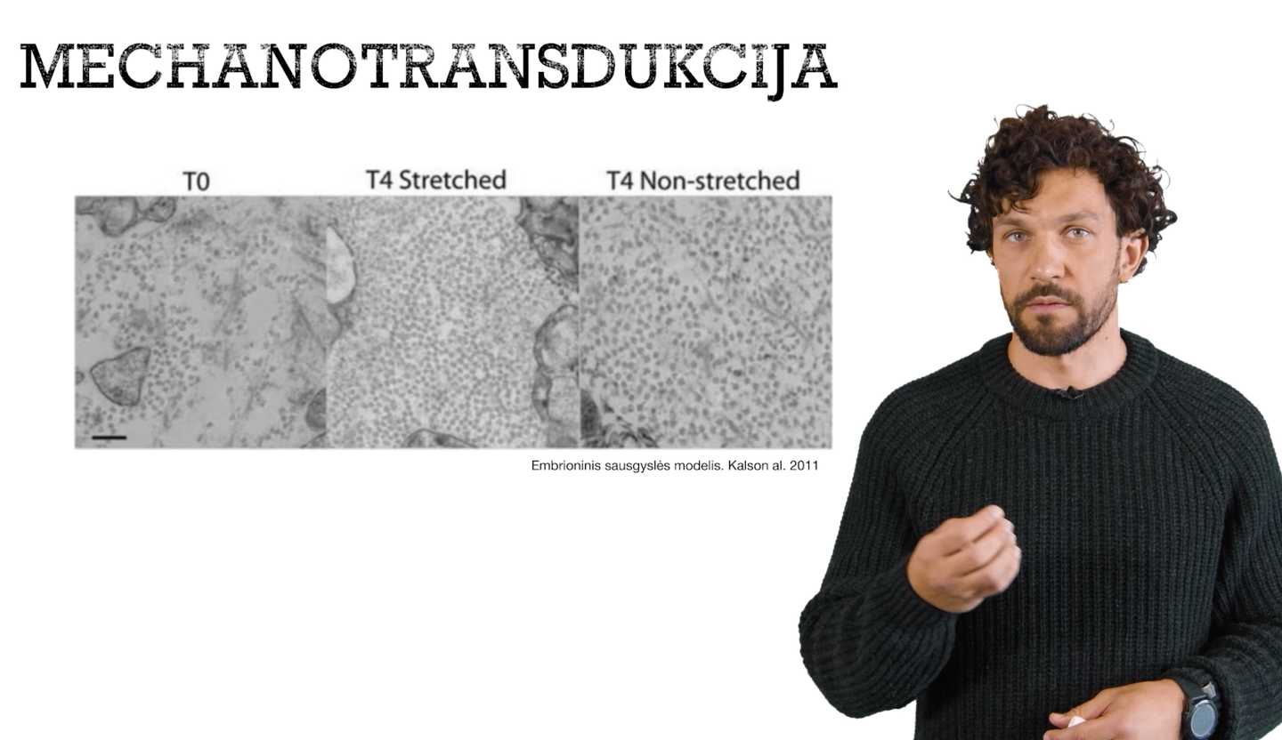 Sausgyslių reakcija į krūvį - mechanotransdukcija