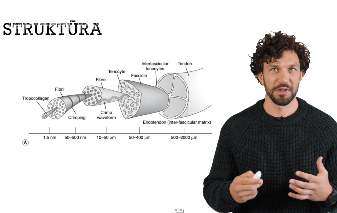 Sausgyslių anatomija ir struktūra